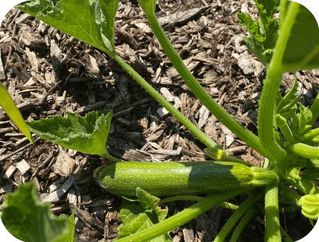 Zucchini growing in the garden