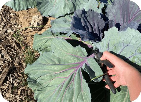 Harvesting outer leaves of purple cabbage