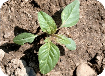 Pigweed seedling