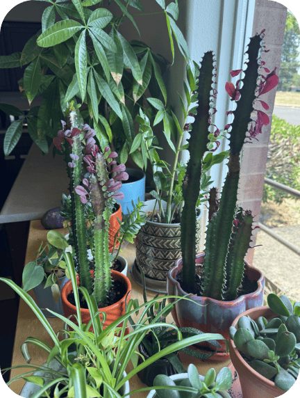 Houseplants