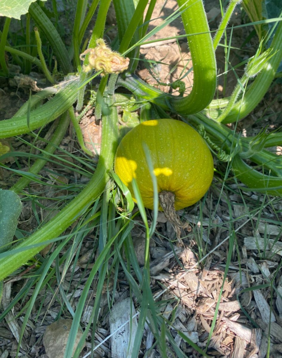 A pumpkin ripening on the vine