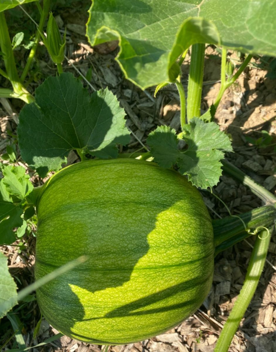 A watermelon growing in the garden