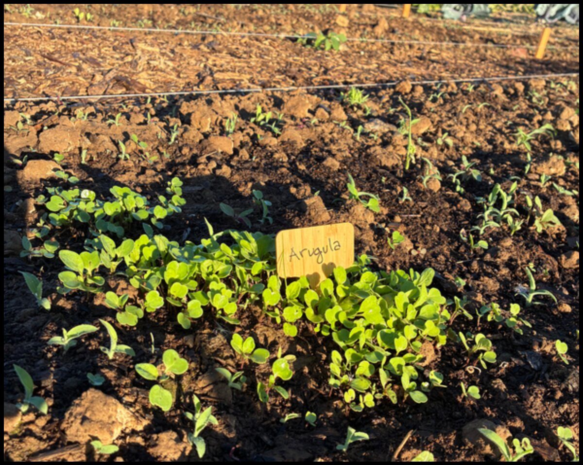Arugula sprouts with drip irrigation