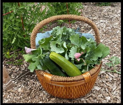 A basket of fresh kale and zucchini