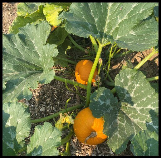 Pumpkins ripening on the vine