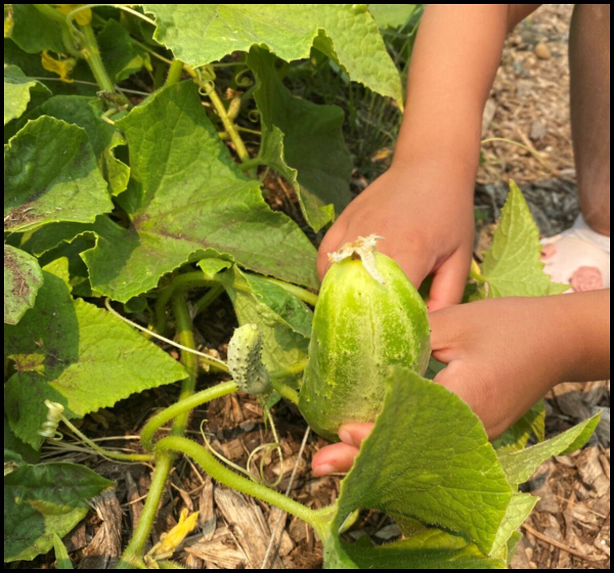 Harvesting a cucumber