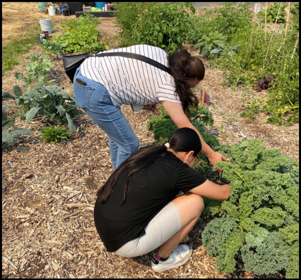 Volunteers harvesting kale