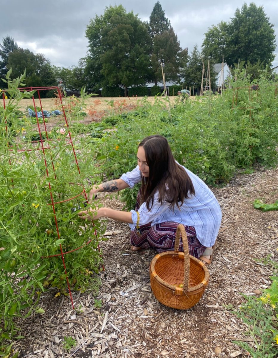 Harvesting tomatoes