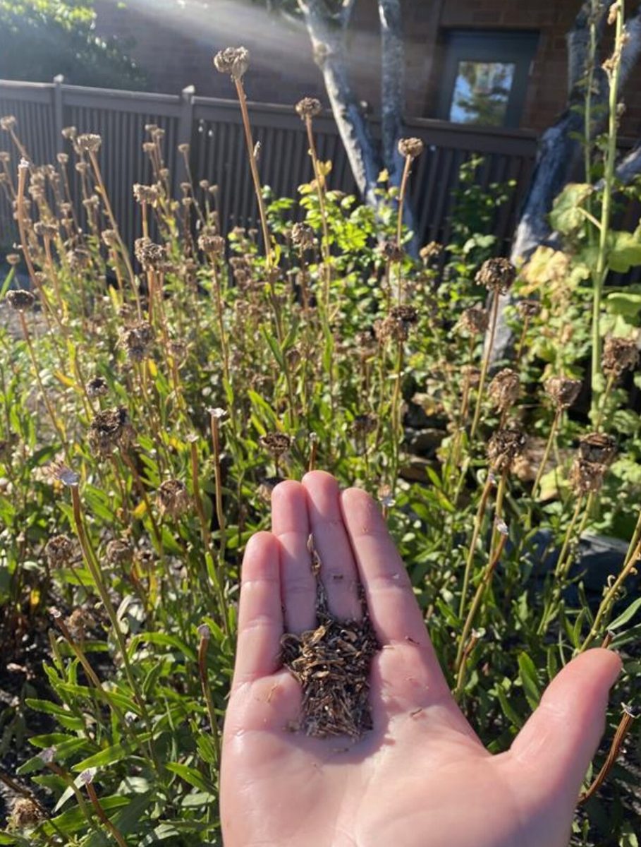 A handful of saved Shasta daisy seeds