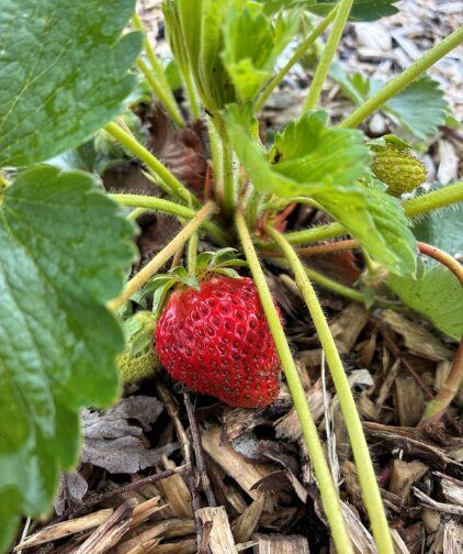 A ripe strawberry