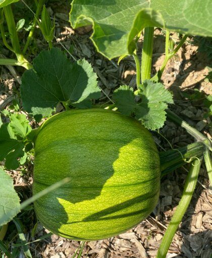 A watermelon on the vine