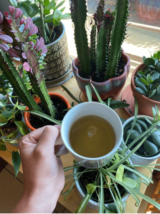 A cup of raspberry leaf tea