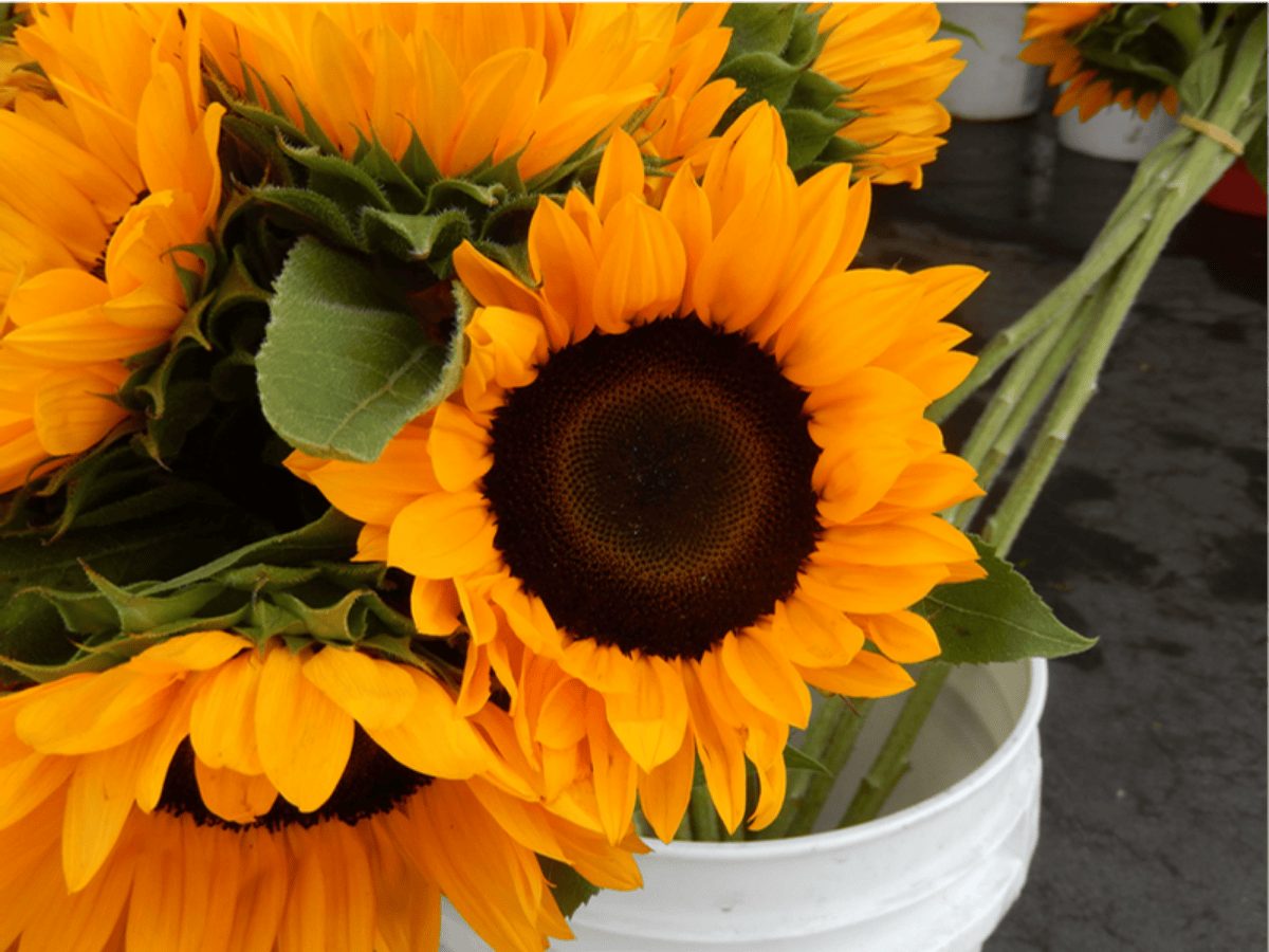 Sunflowers
